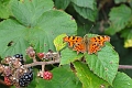 comma, butterfly, comma butter-2